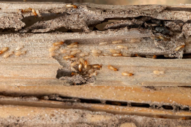 Best Best Pest Control Companies  in Cutchogue, NY